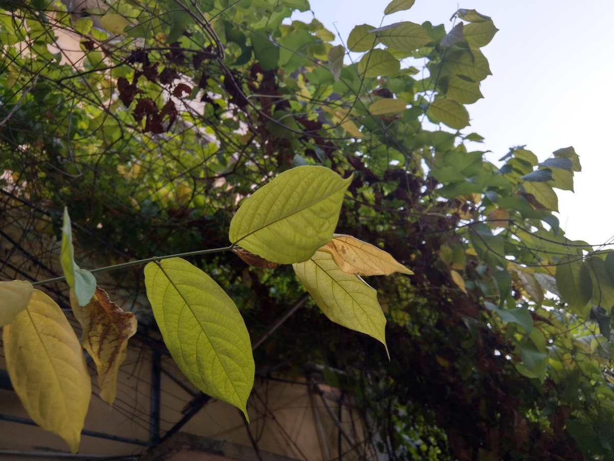 htc-u11-camera-sample-5