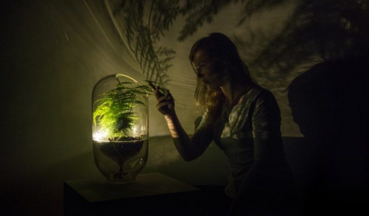 cây tạo ra điện living light