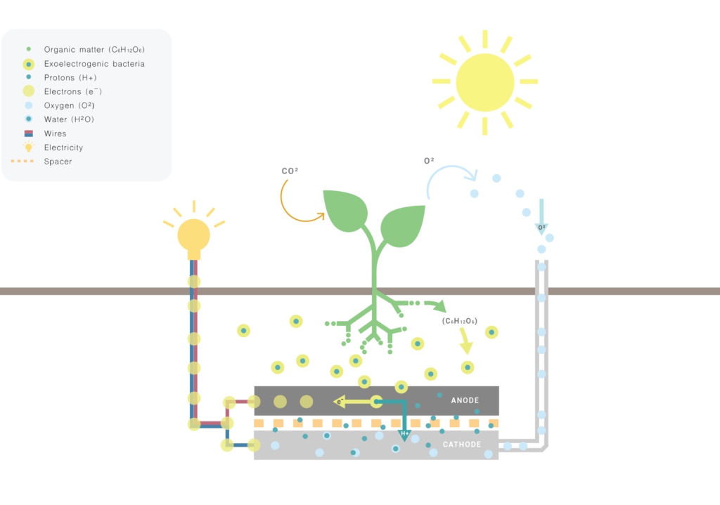 cây tạo ra điện living light