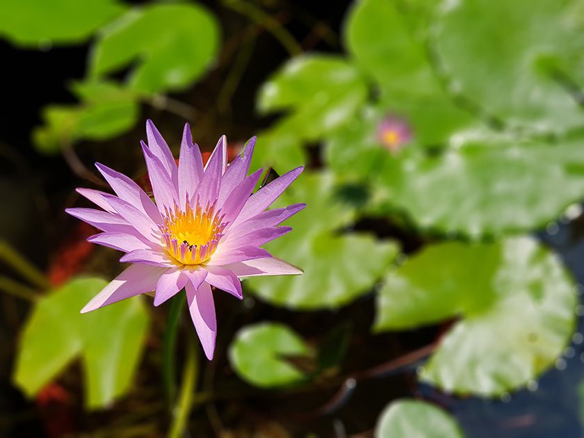 galaxy-note8-camera_great15