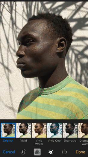 InfatuatedFocusedGuernseycow-size_restricted