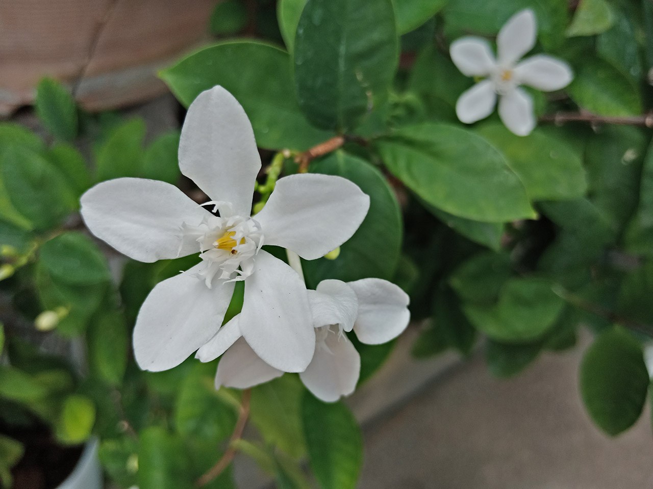 hình ảnh trên tay OPPO F5 14