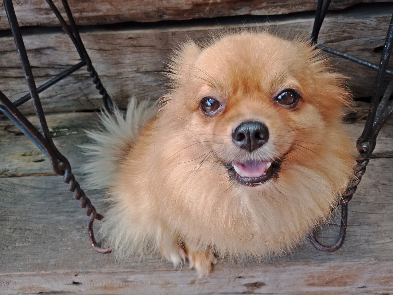 hình ảnh trên tay OPPO F5 15