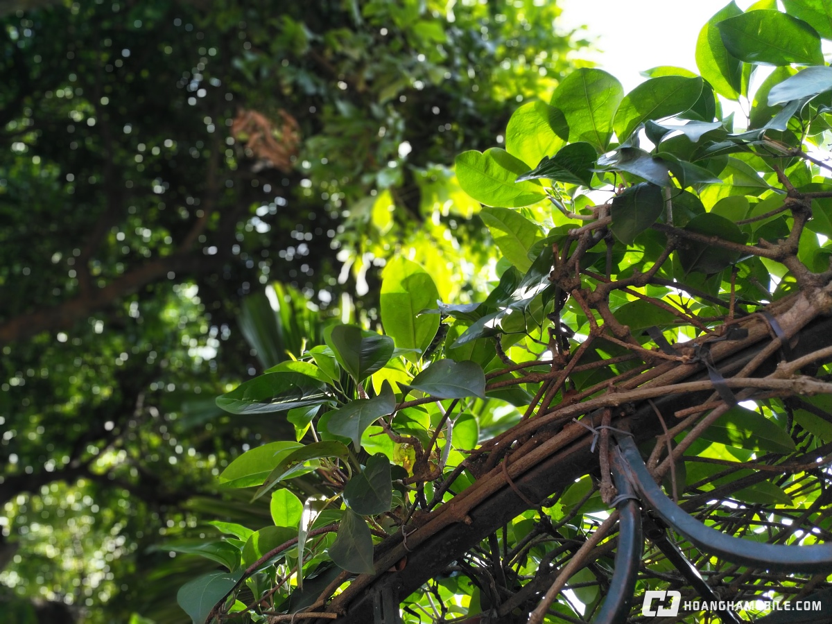 trải nghiệm camera nokia 8 xóa phông IMG_20171014_145221