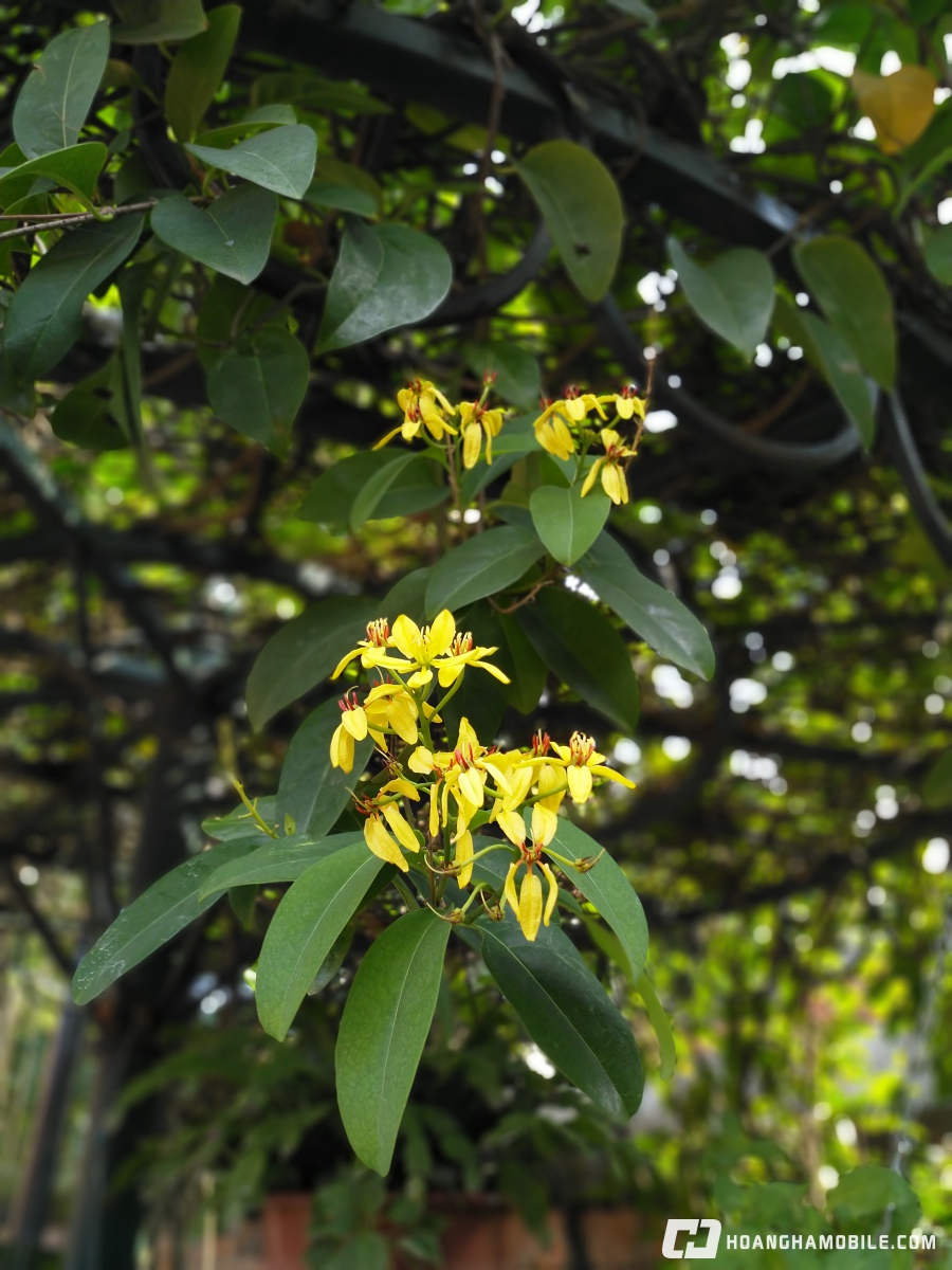 trải nghiệm camera nokia 8 xóa phông IMG_20171014_145441