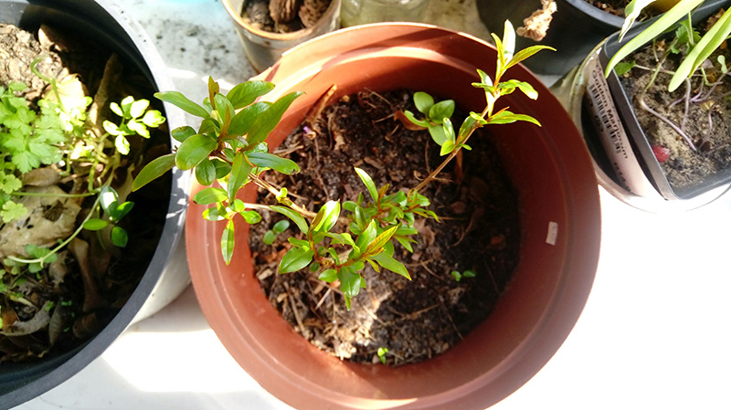 LG-X-Cam-review-camera-sample-004