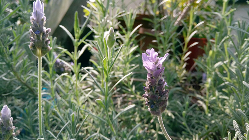 LG-X-Cam-review-camera-sample-005 (1)