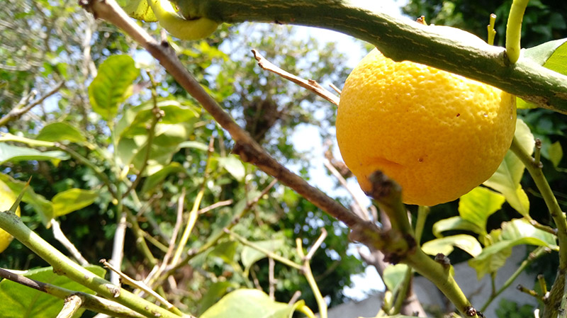 LG-X-Cam-review-camera-sample-007