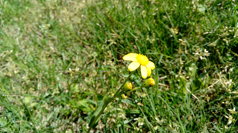 LG-X-Cam-review-camera-sample-010