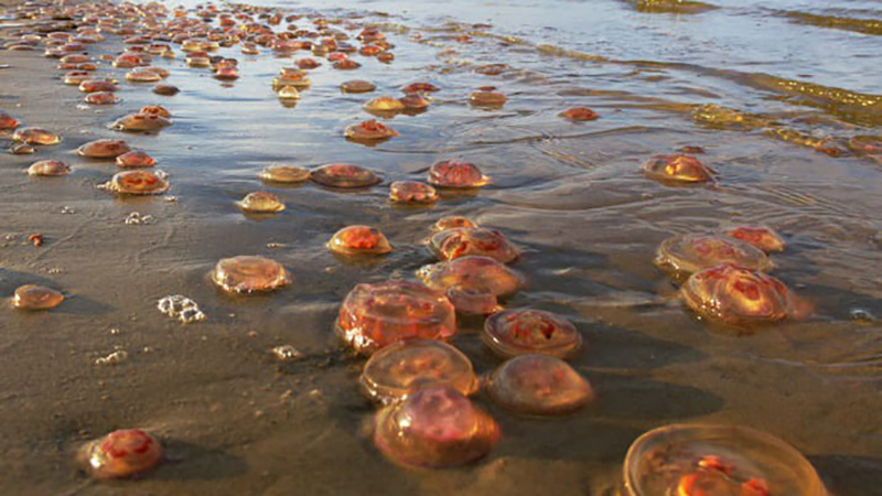 photo-1-15174785158551116642386