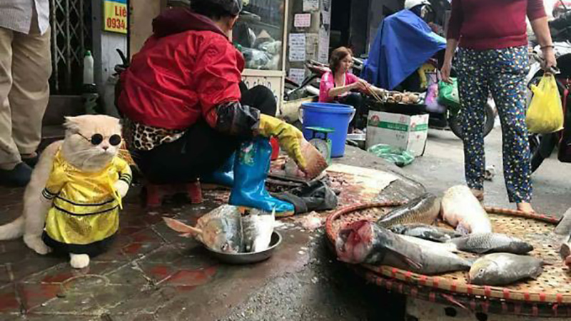 chu-meo-ban-ca-ten-la-cho-gay-sot-cong-dong-mang-vi-qua-de-thuong-1