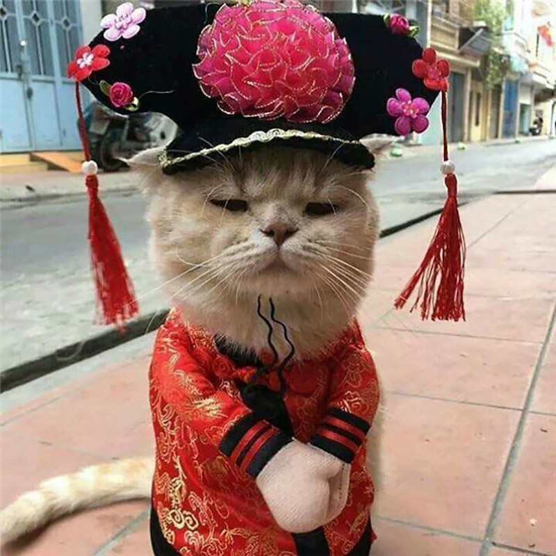 chu-meo-ban-ca-ten-la-cho-gay-sot-cong-dong-mang-vi-qua-de-thuong-11