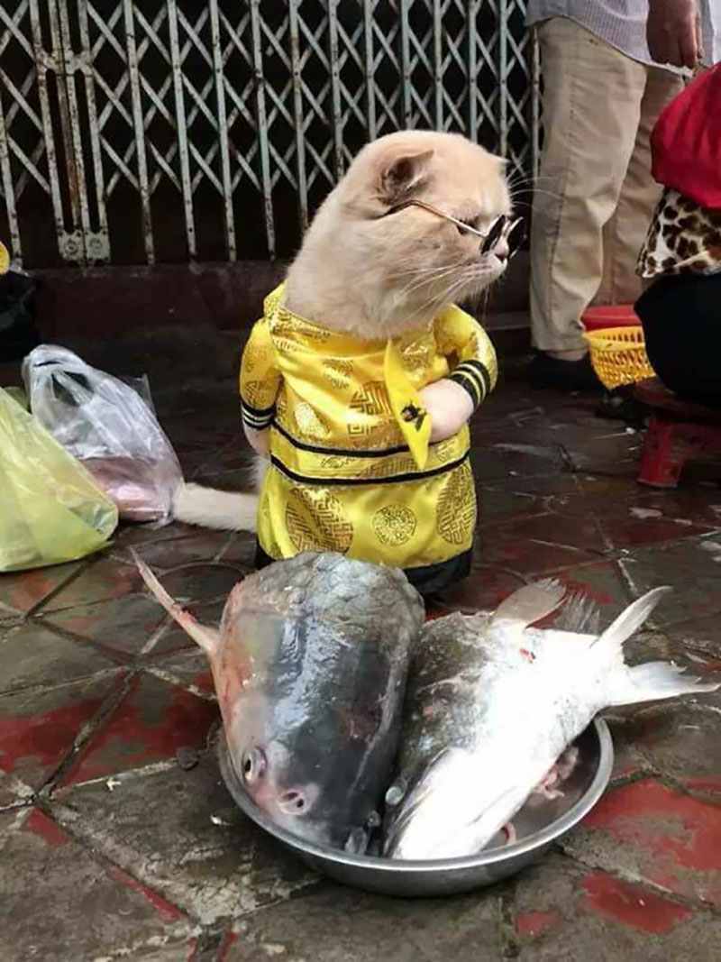 chu-meo-ban-ca-ten-la-cho-gay-sot-cong-dong-mang-vi-qua-de-thuong-2