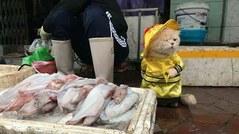 chu-meo-ban-ca-ten-la-cho-gay-sot-cong-dong-mang-vi-qua-de-thuong-4