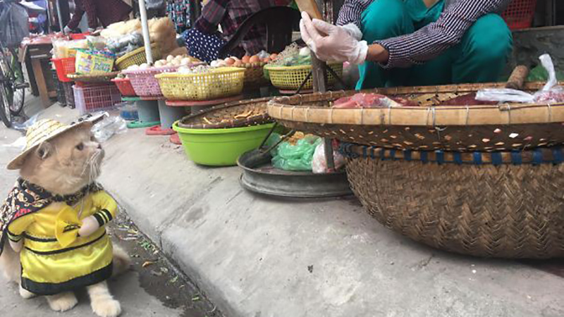 chu-meo-ban-ca-ten-la-cho-gay-sot-cong-dong-mang-vi-qua-de-thuong-5