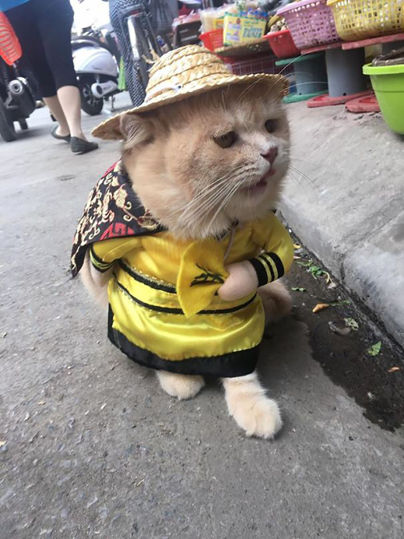 chu-meo-ban-ca-ten-la-cho-gay-sot-cong-dong-mang-vi-qua-de-thuong-6