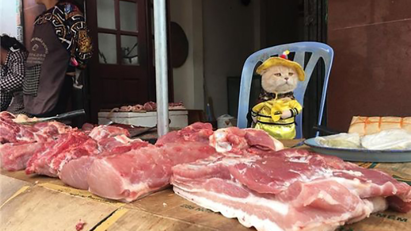 chu-meo-ban-ca-ten-la-cho-gay-sot-cong-dong-mang-vi-qua-de-thuong-7