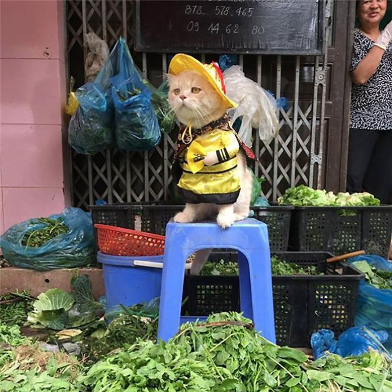 chu-meo-ban-ca-ten-la-cho-gay-sot-cong-dong-mang-vi-qua-de-thuong-8