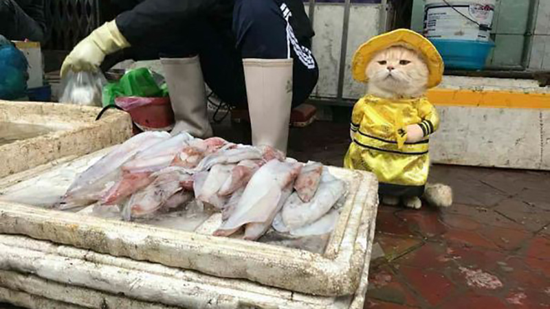 chu-meo-ban-ca-ten-la-cho-gay-sot-cong-dong-mang-vi-qua-de-thuong