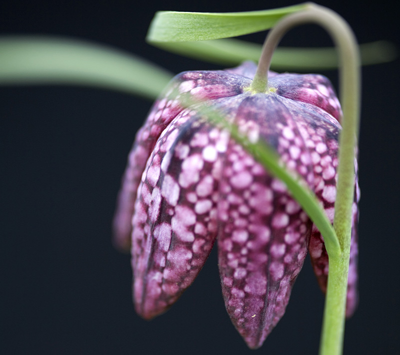 Fritillaria meleagris