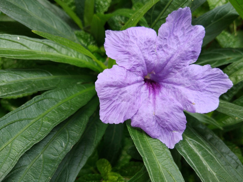 tren-tay-va-vivo-v9-4