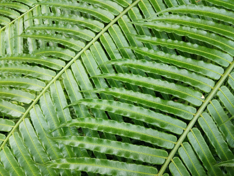 tren-tay-va-vivo-v9-5