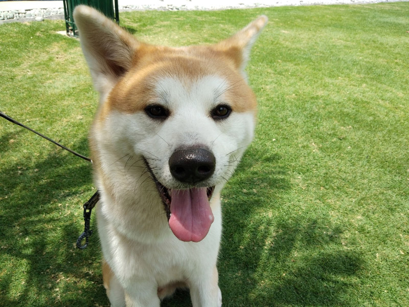 tren-tay-va-vivo-v9-6