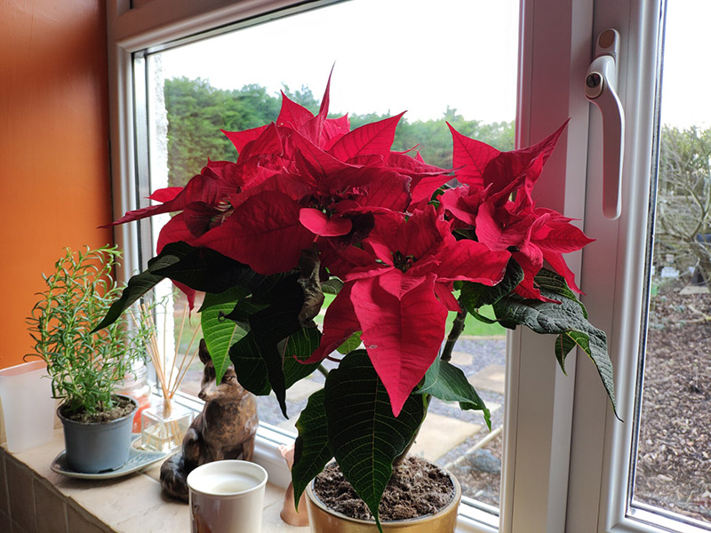 So sánh Mi 8 Pro và Pocophone F1: Máy nào “ngon” hơn?