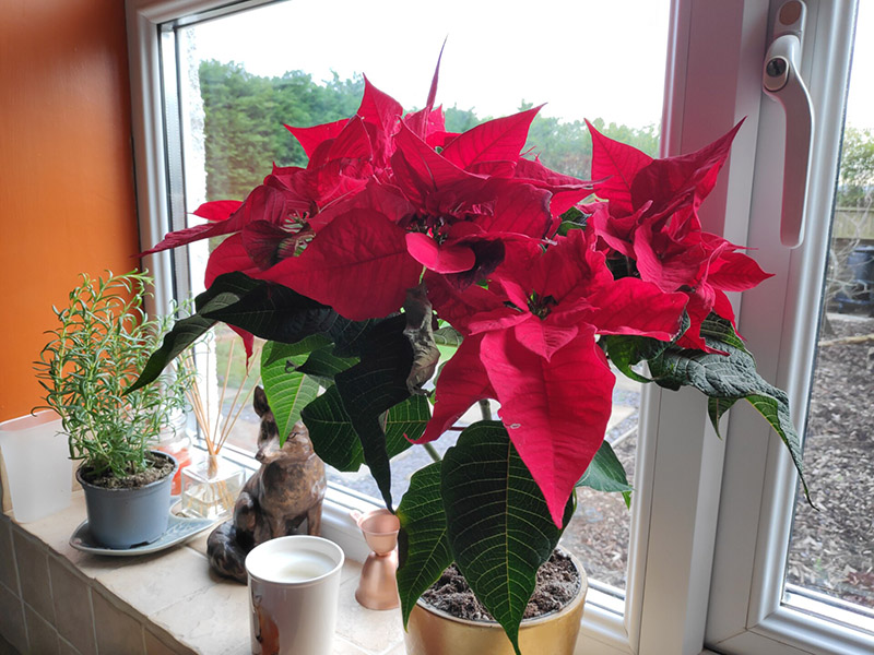 So sánh Mi 8 Pro và Pocophone F1: Máy nào “ngon” hơn?