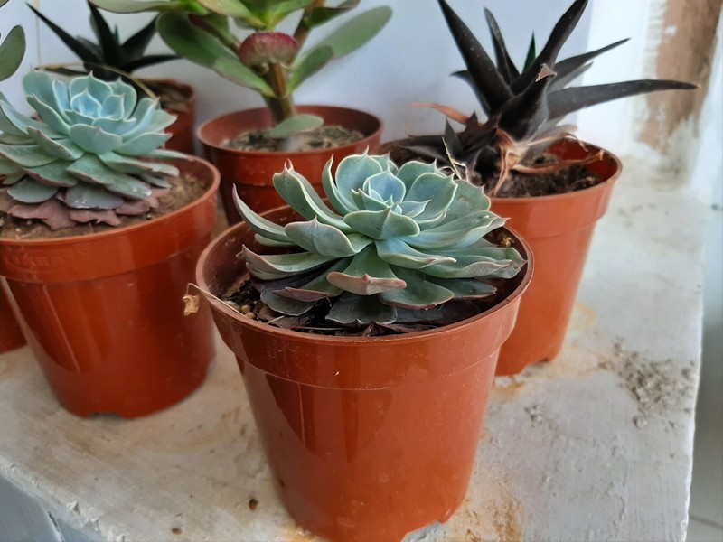 Đánh giá Galaxy A50: Nhà vô địch trong phân khúc tầm trung