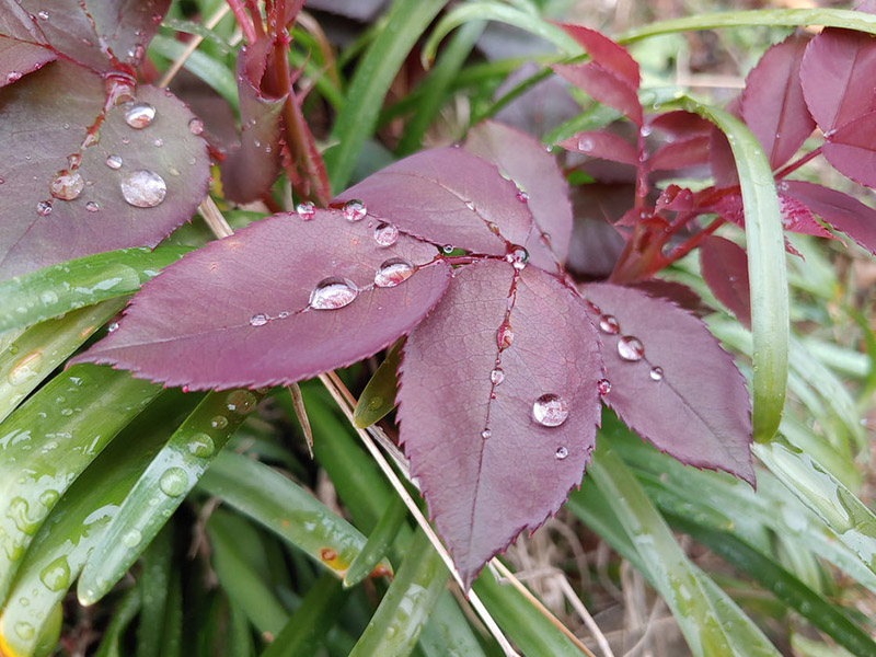 Nhược điểm camera tele