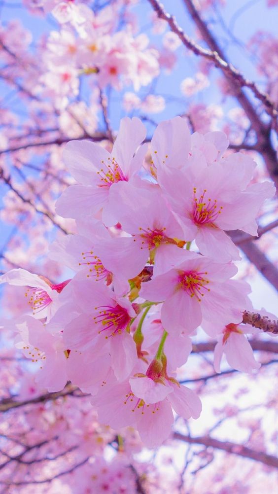 Ý nghĩa biểu tượng hoa anh đào Sakura Nhật Bản