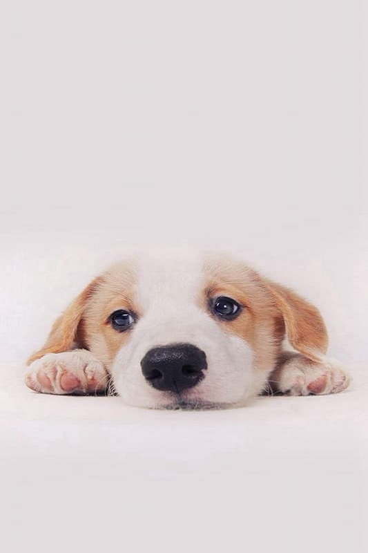 Tìm hiểu về chó Pug thông qua 25+ hình ảnh siêu đẹp, siêu dễ thương!