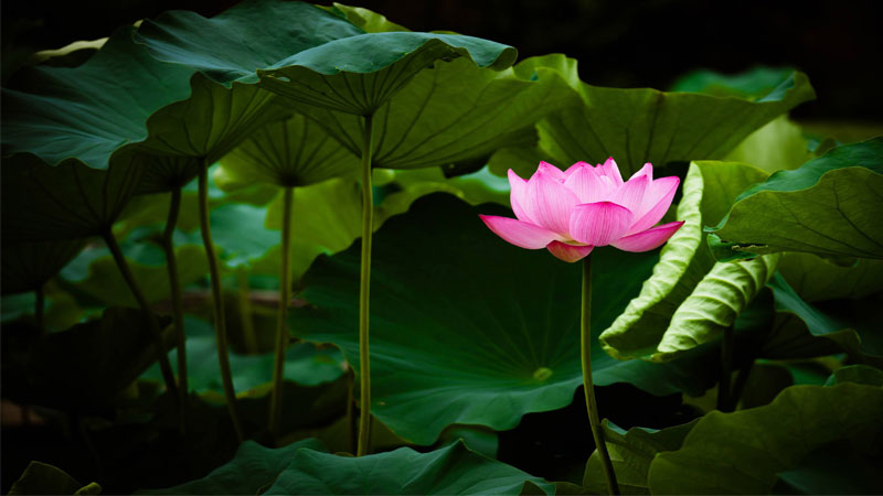 Ảnh hoa Sen trong Phật Giáo đẹp tựa thiên đường
