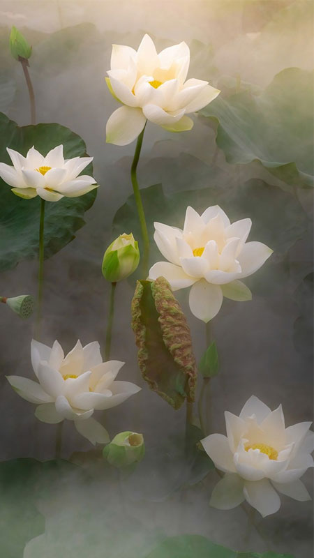 101 hình ảnh hoa trắng đẹp nhất, tải miễn phí