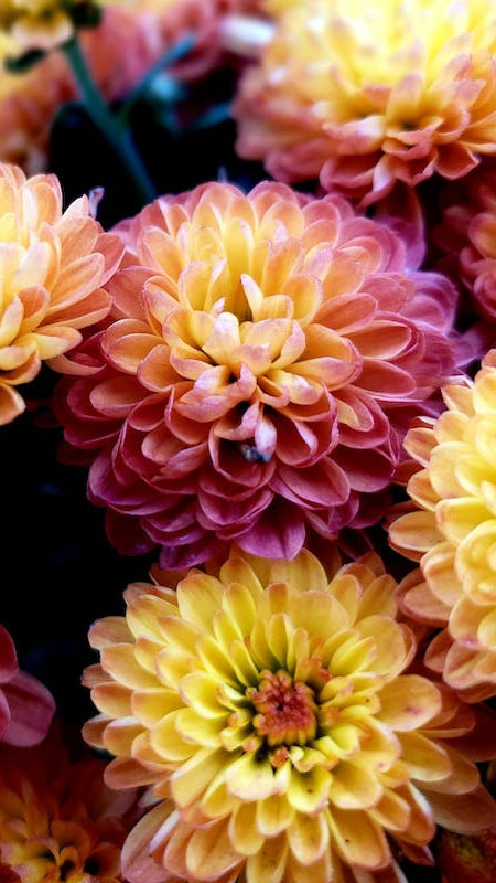 Hình nền hoa: 50 mẫu hình nền đẹp nhất