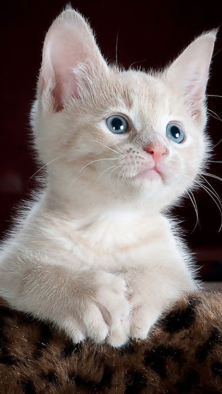 Hình nền ảnh nền mèo cute Cho desktop và mobile của bạn