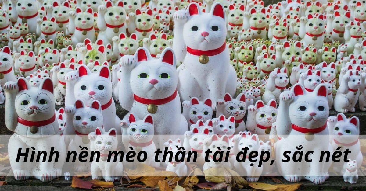50 hình mèo thần tài wallpaper tuyển chọn dùng để làm ảnh nền