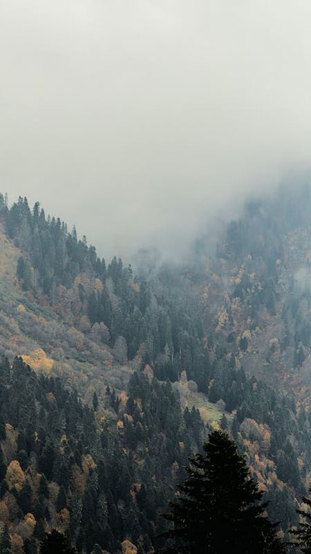 Hình nền Nền Toàn Cảnh Khu Rừng Mùa Xuân Với đồng Cỏ Xanh Trên Những Ngọn  đồi Với Bầu Trời Xanh Nền, Màu Xanh Da Trời, Mùa Hè, Mùa Thu Background  Vector