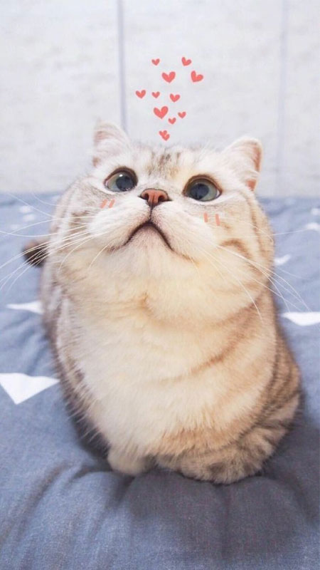 Hình ảnh mèo cute, đáng yêu, ảnh mèo dễ thương iu quá đi - META.vn