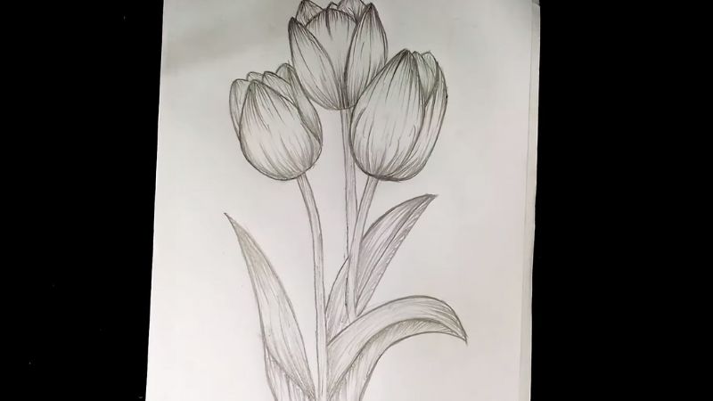 Cách vẽ hoa tuy lip - Vẽ và tô màu hoa Tulip - Drawing and coloring Tulips  - How To Draw Easy Tulips - YouTube