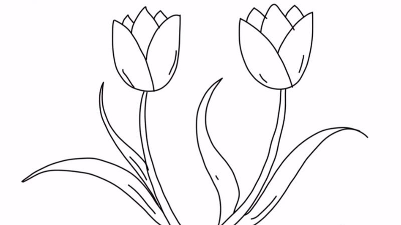 Tranh tô màu vườn hoa tulip hồng T1057