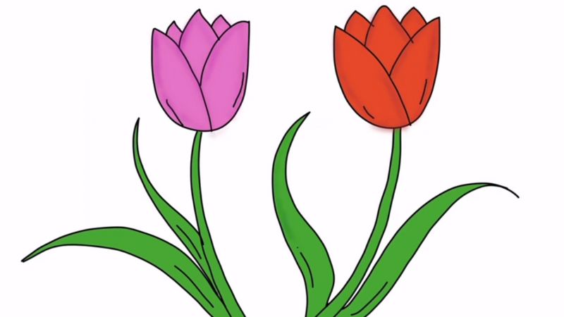 Vẽ hoa tulip ấn tượng nhất, mẫu tranh hoa tulip đẹp dễ vẽ