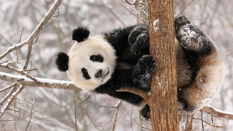100+ Hình nền, ảnh gấu trúc panda dễ thương