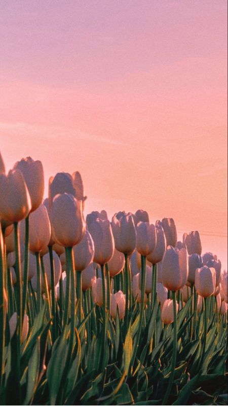 hinh-nen-hoa-tulip-46