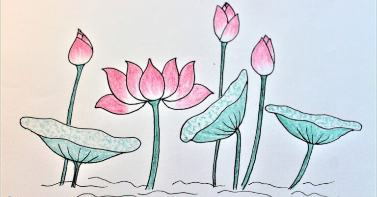 ve-hoa-sen-cach-ve-don-gian-dep-nhat-29