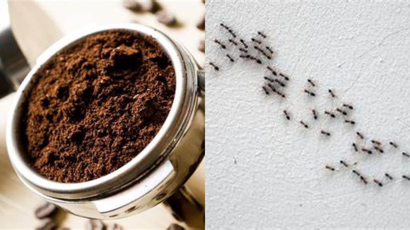 cach-diet-kien-phuong-phap-6