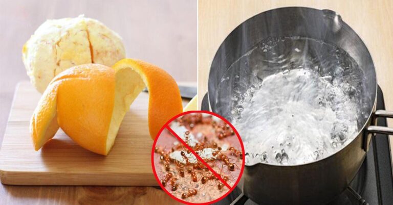 cach-diet-kien-thumb