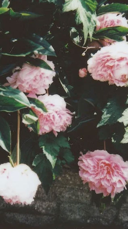 TOP 199+] Hình nền Hoa Mẫu Đơn Siêu Đẹp, Full HD, 4K, Ngầu cho điện thoại  108 | Beautiful flowers garden, Amazing flowers, Pink peonies