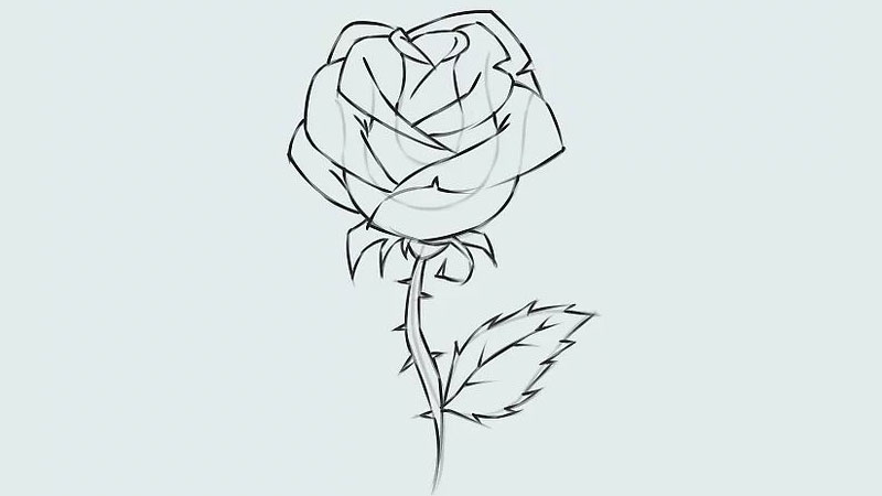 Tổng hợp 14+ cách vẽ hoa hồng đơn giản nhất hiện nay
